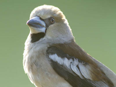 Stenknäck - Hawfinch (Coccothraustes coccothraustes)
