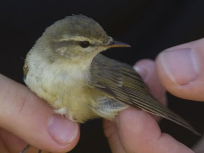 Lundsångare - Greenish Warbler (Phylloscopus trochiloides)