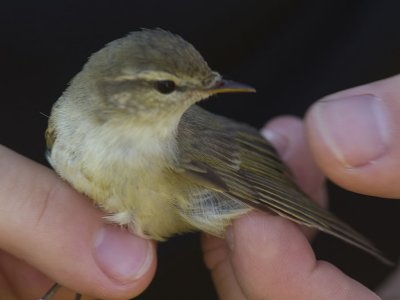 Lundsngare - Greenish Warbler (Phylloscopus trochiloides)