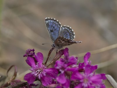 Fetrtsblvinge - Chequered Blue (Scolitantides orion)