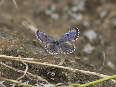 Fetrtsblvinge - Chequered Blue (Scolitantides orion)