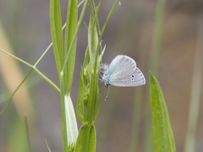 Klverblvinge - Green-underside Blue (Glaucopsyche alexis)