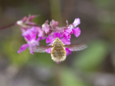 Prickvingad svvfluga - Bombylius medius (Bombylius medius)