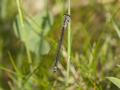 Ljus lyrflickslnda - Azure Damselfly (Coenagrion puella)