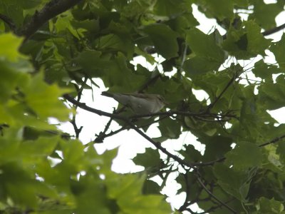 Lundsngare - Greenish Warbler (Phylloscopus trochiloides)