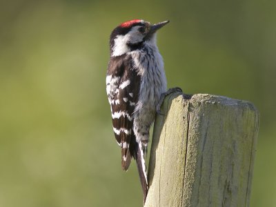 Mindre hackspett - Lesser Spotted Woodpecker (Dendrocopos minor)
