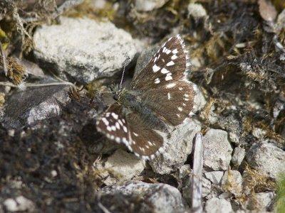Smultronvisslare - Grizzled Skipper (Pyrgus malvae)