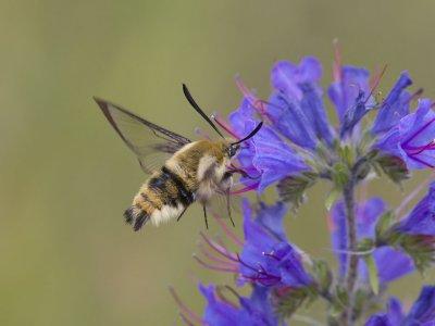 Svvflugedagsvrmare - Narrow-bordered Bee Hawkmoth (Hemaris tityus)