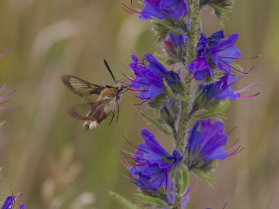 Humledagsvrmare - Broad-bordered Bee Hawk-moth (Hemaris fuciformis)