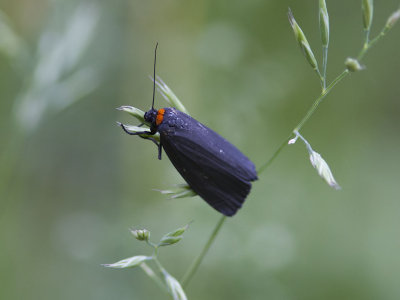 Rdhalsad lavspinnare - Red-necked Footman (Atolmis rubricollis)