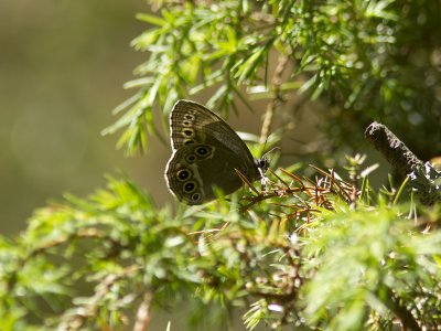 Drgrsfjril - Woodland Brown (Lopinga achine)