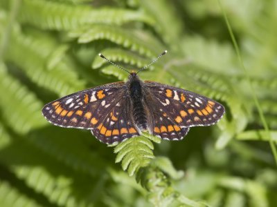 Askntfjril - Scarce Fritillary (Euphydryas maturna)