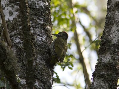 Grngling - Green Woodpecker (Picus viridis)