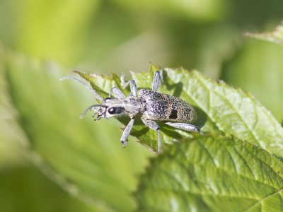 Lvtrdlpare - Longhorn Beetle (Rhagium mordax)