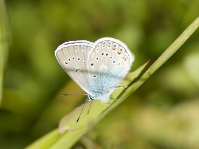 Silverblvinge - Amandas Blue (Polyommatus amandus)