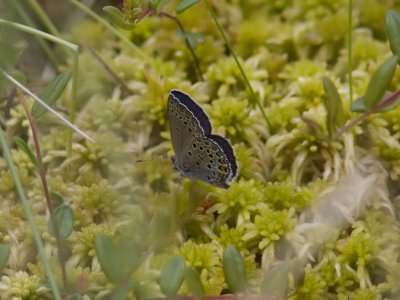 Violett blvinge - Cranberry blue (Vacciniina optilete)