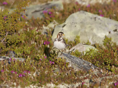 Lappsparv - Lapland Bunting (Calcarius lapponicus)