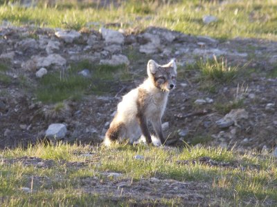 Fjllrv - Arctic Fox (Alopex lagopus)