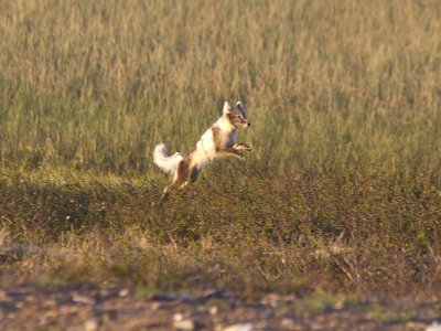 Fjllrv - Arctic Fox (Alopex lagopus)