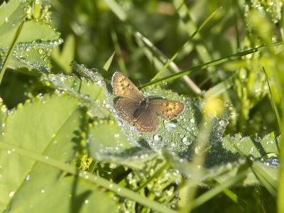 Violett guldvinge - Violet Copper (Lycaena helle)