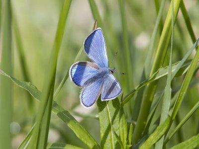 Fjllvickerblvinge - Alpine blue (Albulina orbitulus)
