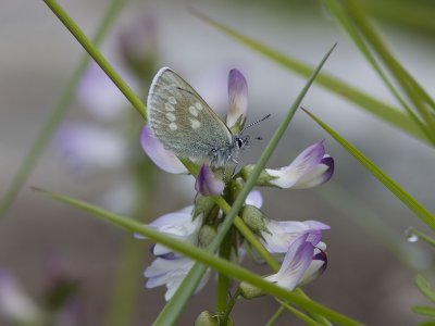 Fjllvickerblvinge - Alpine blue (Albulina orbitulus)