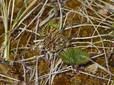 Frejas prlemorfjril - Freija Fritillary (Boloria freija)