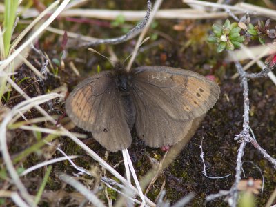 Fjllgrsfjril - Dewy Ringlet (Erebia pandrose)