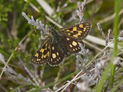 Gulfläckig glanssmygare - Chequered skipper (Carterocephalus palaemon)