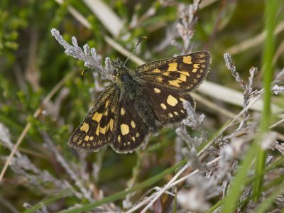 Gulflckig glanssmygare - Chequered skipper (Carterocephalus palaemon)