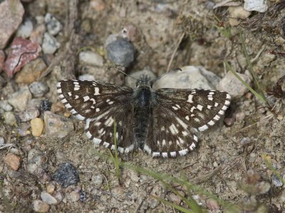 Myrvisslare - Northern Grizzled Skipper (Pyrgus centaureae)