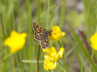 Gulfläckig glanssmygare - Chequered skipper (Carterocephalus palaemon)