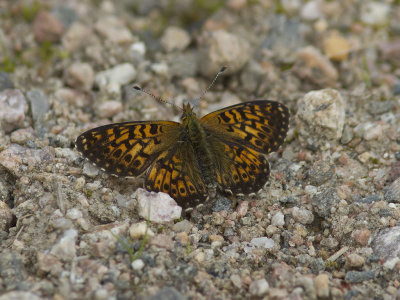 Prydlig prlemorfjril - Pearl-bordered Fritillary (Boloria euphrosyne lapponica)