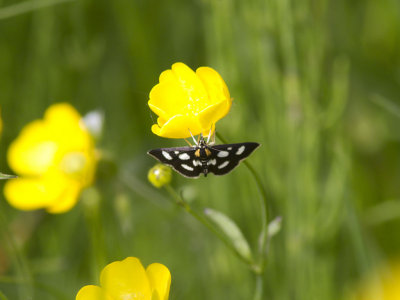 Vitflckigt ngsmott - White-spotted Sable Moth (Anania funebris)