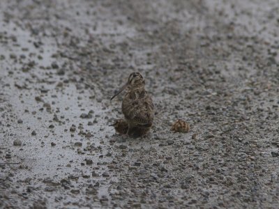 Morkulla - Eurasian Woodcock (Scolopax rusticola)