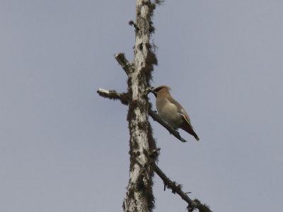 Sidensvans - Bohemian Waxwing (Bombycilla garrulus)