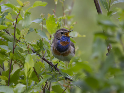Blåhake - Bluethroat (Luscinia svecica)