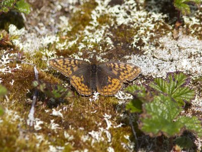 Friggas pärlemorfjäril - Frigga Fritillary (Boloria frigga)