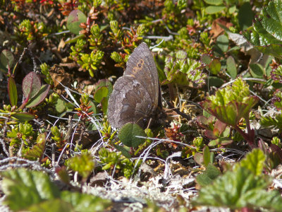 Disas grsfjril - Arctic Ringlet (Erebia disa)