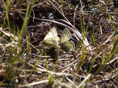 Fjllhfjril - Pale Arctic Clouded Yellow (Colias werdandi)