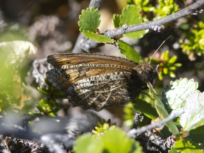 Myrgrsfjril - Norse Grayling (Oeneis norna)