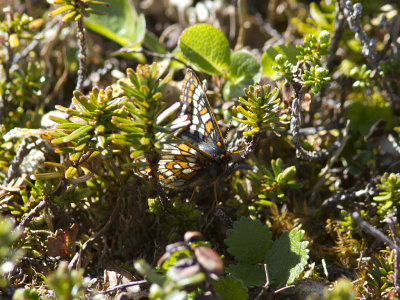 Lappntfjril - Lapland Fritillary (Euphydryas iduna)