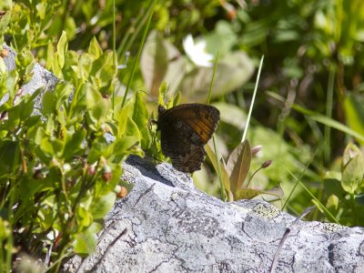 Myrgrsfjril - Norse Grayling (Oeneis norna)