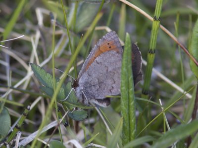 Fjällgräsfjäril - Dewy Ringlet (Erebia pandrose)