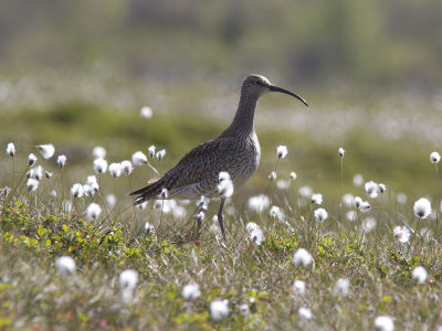 Småspov - Whimbrel (Numenius phaeopus)