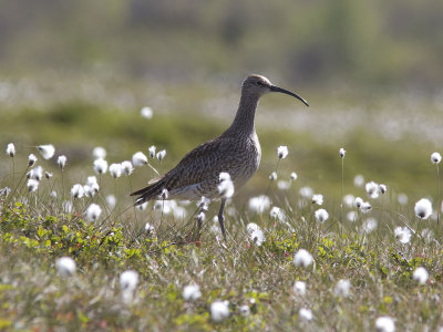 Smspov - Whimbrel (Numenius phaeopus)