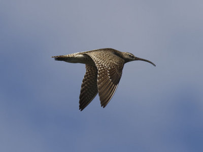 Smspov - Whimbrel (Numenius phaeopus)