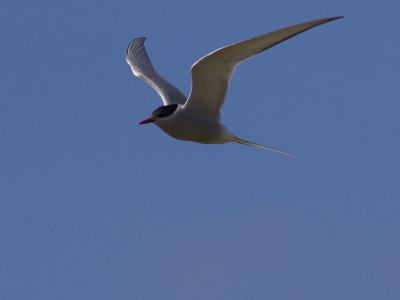 Silvertrna - Arctic Tern (Sterna paradisaea)