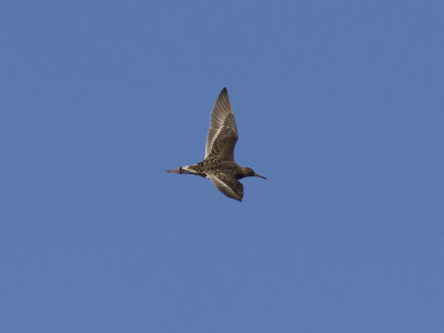 Brushane - Ruff (Philomachus pugnax) 