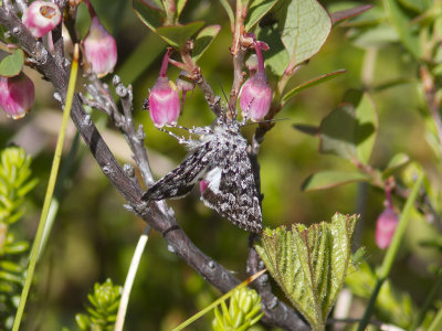 Vitvingat hedfly (Sympistis heliophila)